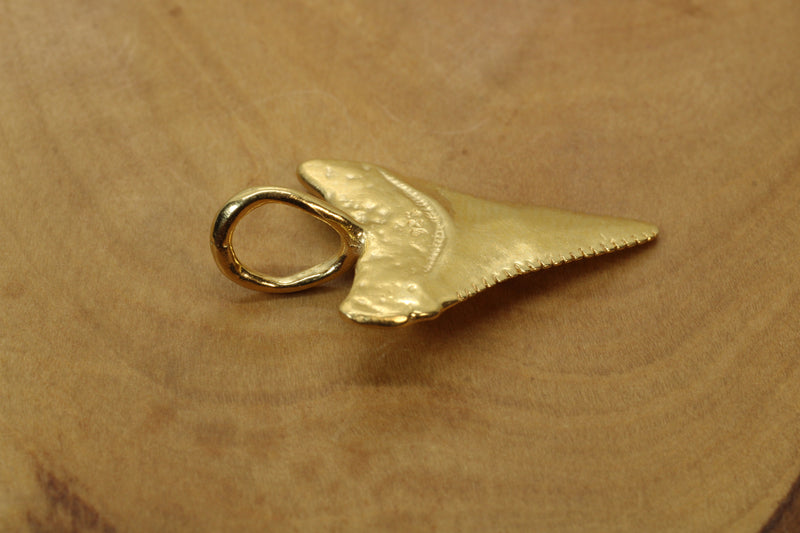 Large Gold Shark Tooth Necklace with large bail in 14kt gold vermeil